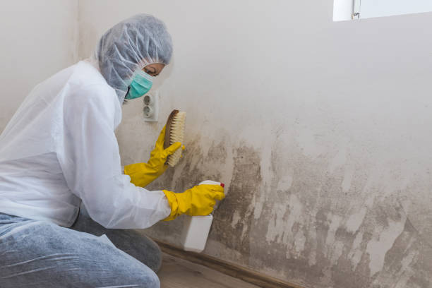 Mold Removal Process in Wade Hampton, SC